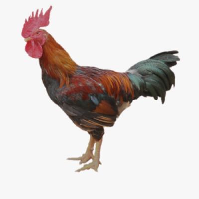 Phương Pháp Chọn Giống Và Nuôi Gà Mía Đơn Giản Hiệu Quả