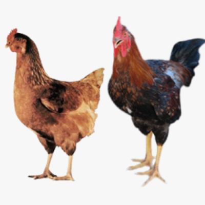 Gà Lai Chọi 3 Máu