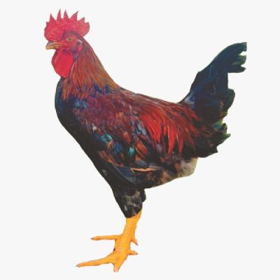 Kỹ Thuật Chăn Nuôi Gà Lai Chọi Cho Năng Suất Cao