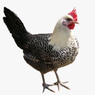 Gà Siêu Đẻ Ai Cập Vằn