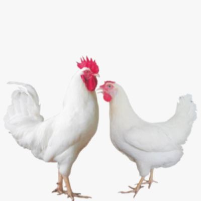 Gà Siêu Đẻ Ai Cập Lông Trắng