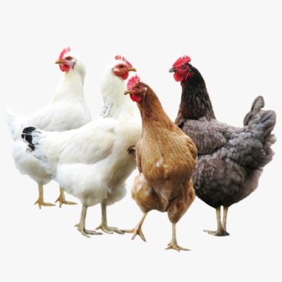 Quy Trình Nuôi Gà Siêu Đẻ Ai Cập Lai AG1