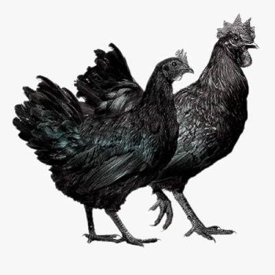 Hướng Dẫn Chăn Nuôi Gà H'mông Đơn Giản
