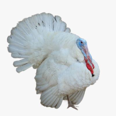 Những Giống Gà Tây Phổ Biến Hiện Nay