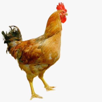 Mô Hình Nuôi Gà Ta Thả Vườn