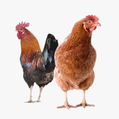 Kinh Nghiệm Nuôi Gà Ta Đẻ Trứng Thả Vườn