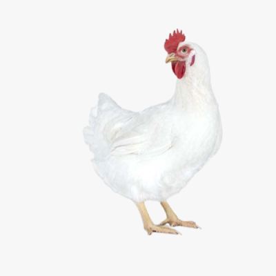 Những Điều Cần Lưu Ý Trong Chăn Nuôi Gà Công Nghiệp