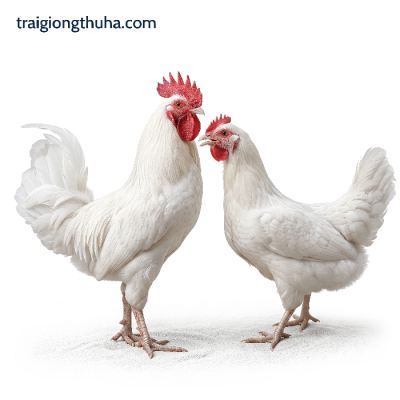 Gà trứng cao sản GT Thụy Phương