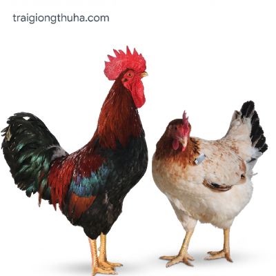 Gà mía Thụy Phương