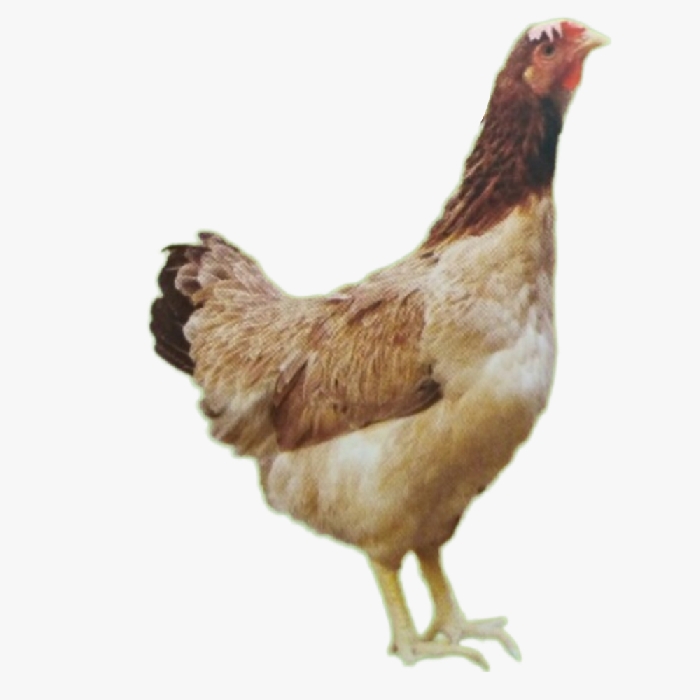 Kỹ Thuật Chăn Nuôi Gà Lạc Thủy Hiệu Quả