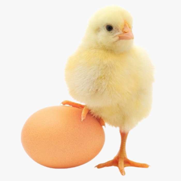 Hướng Dẫn Chọn Giống Và Nuôi Gà Lạc Thủy Thuần Chủng