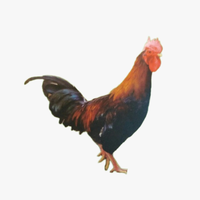 Mô Hình Chăn Nuôi Gà Lạc Thủy Hiệu Quả