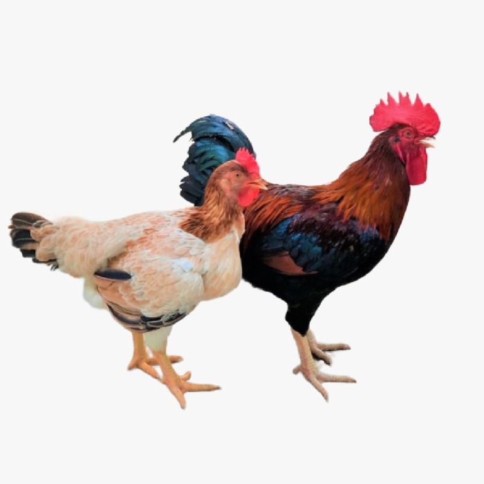 Đặc ĐIểm Sinh Trưởng Và Phát Triển Cua Gà Ri Lạc Thủy