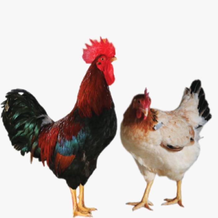 Gà Mía Sơn Tây Bố Mẹ