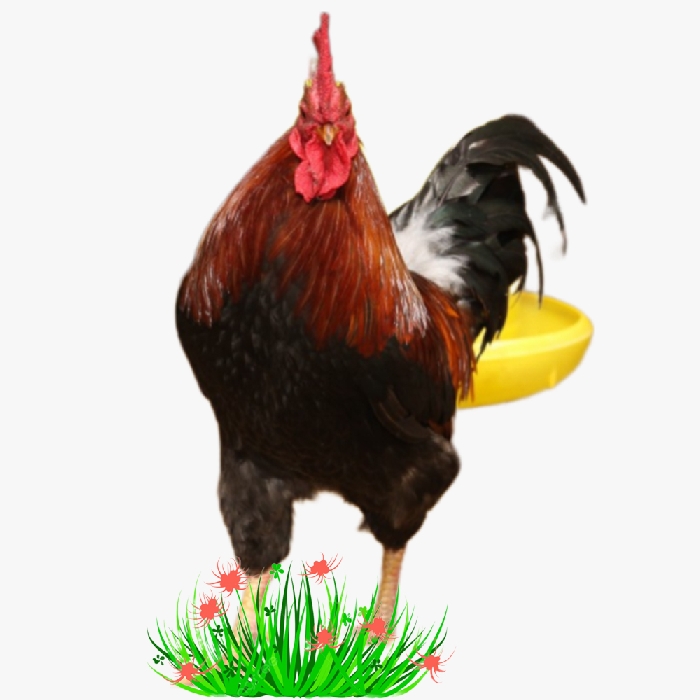 Gà Mía Sơn Tây Trống