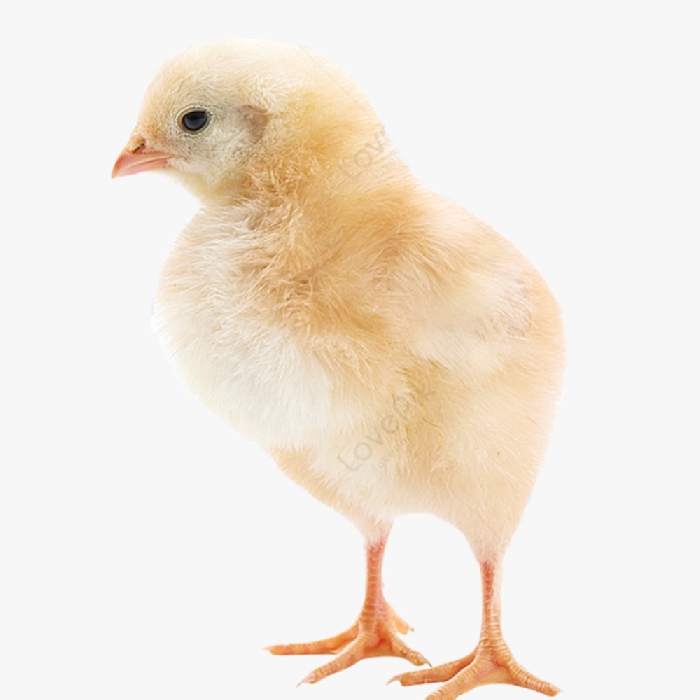 Gà Mía Sơn Tây Mới Nở Giống