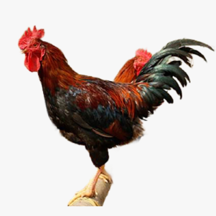 Kinh Nghiệm Nuôi Gà Mía Từ Nhỏ Đến Lớn