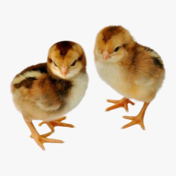 Gà Lai Chọi Tía - Lai Chọi Sọc