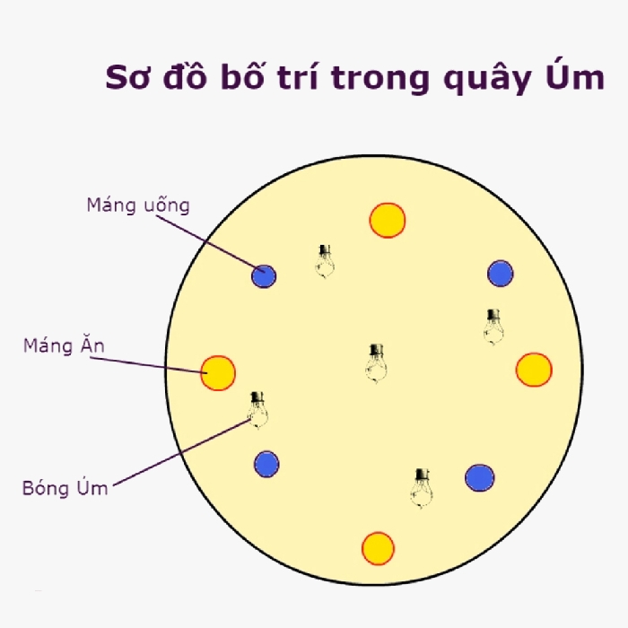 Hướng Dẫn Úm Gà Lai Chọi Đơn Giản