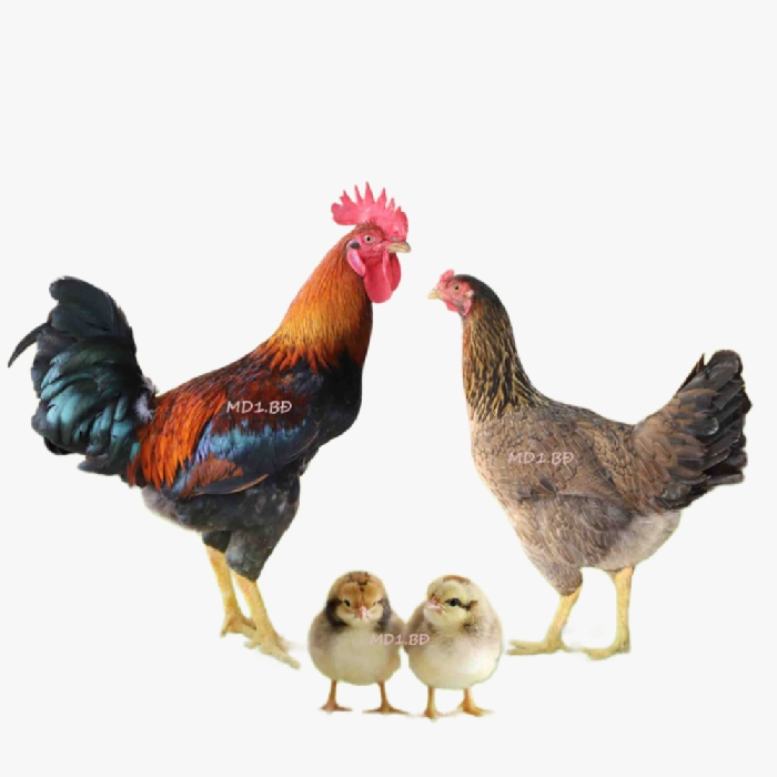 Gà Ta Lai Nòi Minh Dư MD1.BĐ