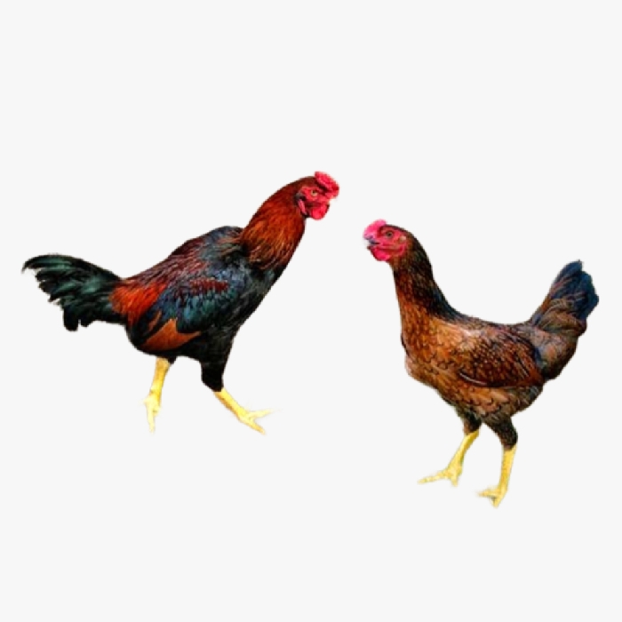 Gà Nòi Lai Ta Bình Định