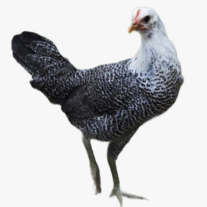 Gà Siêu Trứng Ai Cập 3 Máu