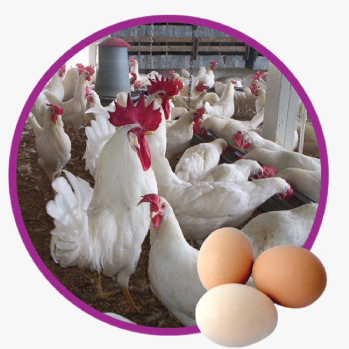 Phương Pháp Chăn Nuoi Gà Siêu Trứng Ai Cập Hiệu Quả