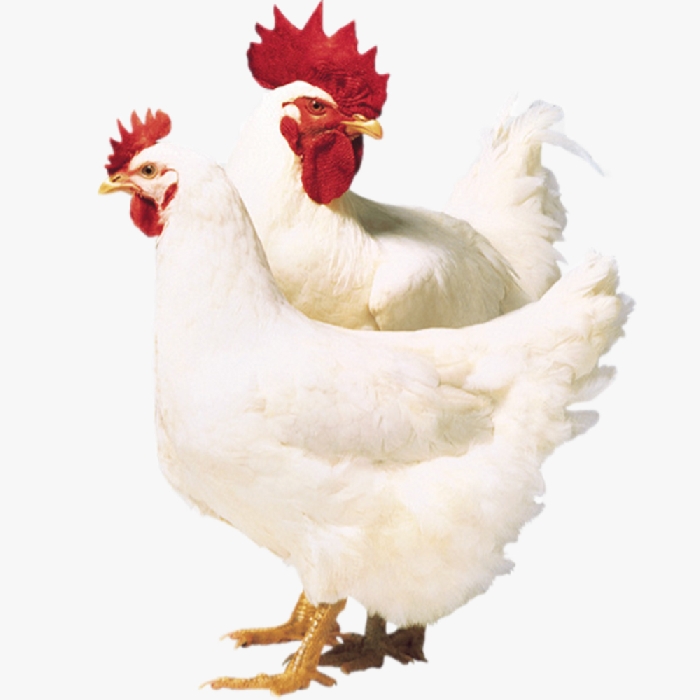 Hướng Dẫn Kích Gà Đẻ Nhiều Trứng