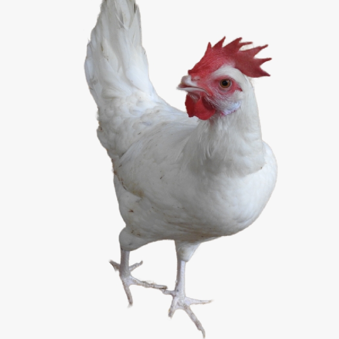 Mô Hình Nuoi Gà Ai Cập Lấy Trứng