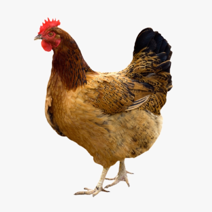 Hướng Dẫn Chăn Nuôi Gà Giai Đoạn Đẻ