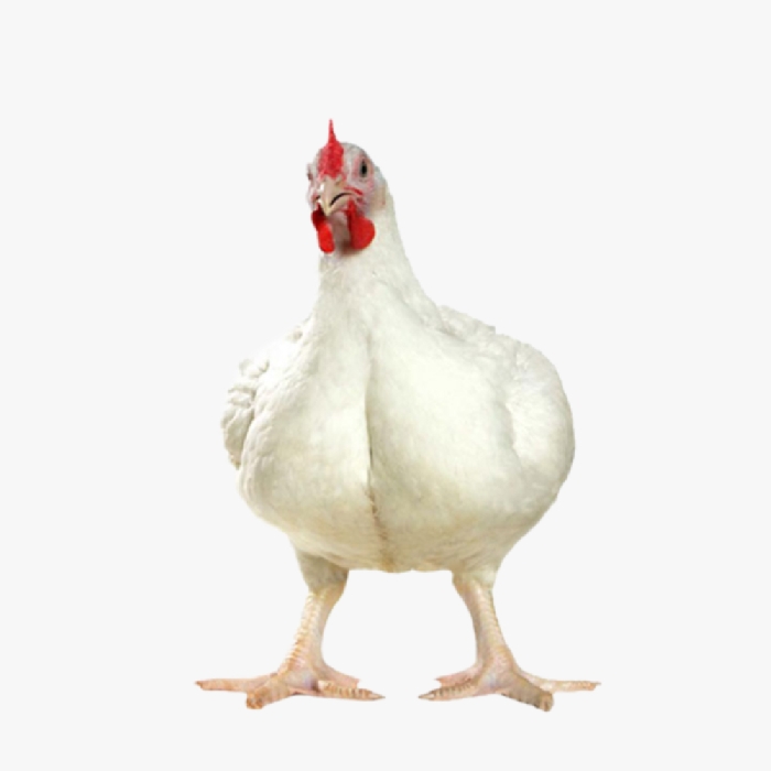 Mô Hình Nuôi Gà Đẻ Trứng Hiệu Quả