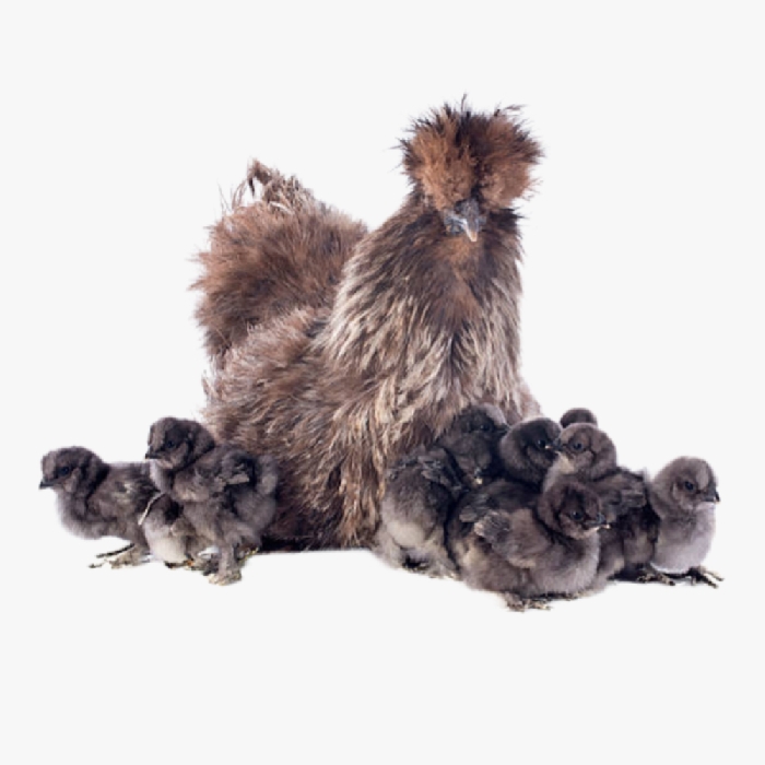 Phương Pháp Nuôi Gà Ác Thả Vườn