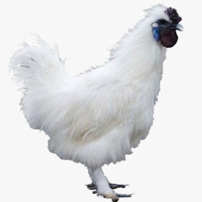 Kỹ Thuật Nuôi Gà Ác Sinh Sản