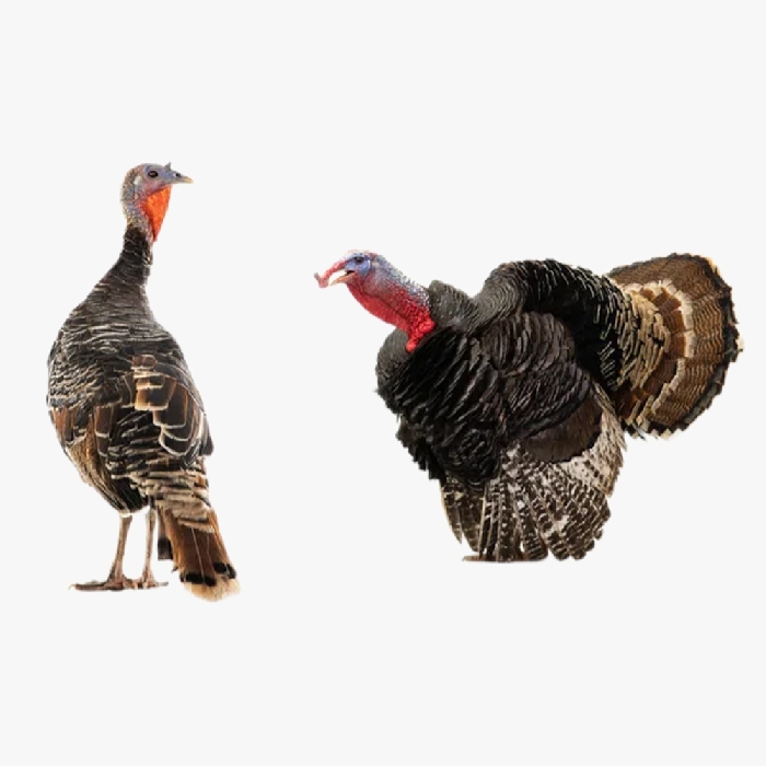 Gà Tây Bố Mẹ