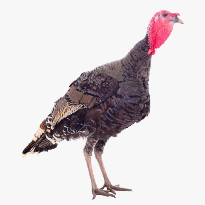 Kinh Nghiệm Chăn Nuôi Gà Tây Từ Khi Nhỏ Đến Lớn