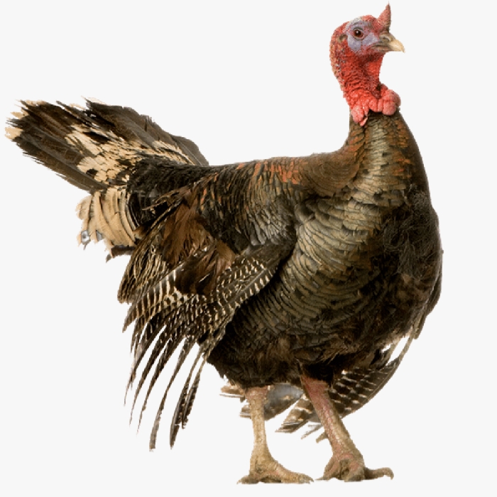 Kinh Nghiệm Nuôi Gà Tây Nhanh Lớn