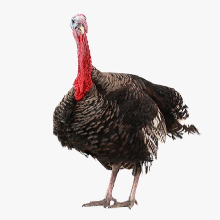 Hướng Dẫn Làm Chuồng Chăn Nuôi Gà Tây