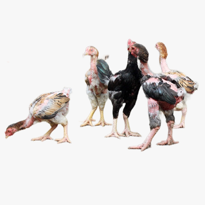 Gà Đông Tảo Lai