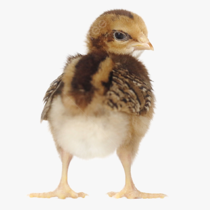 Hướng dẫn Úm Gà Ta Trong Giai Đoạn Từ 1 Đến 28 Ngày Tuổi