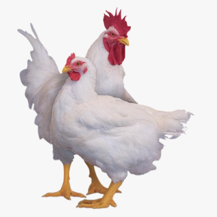 Gà Mỹ Công Nghiệp Lông Trắng