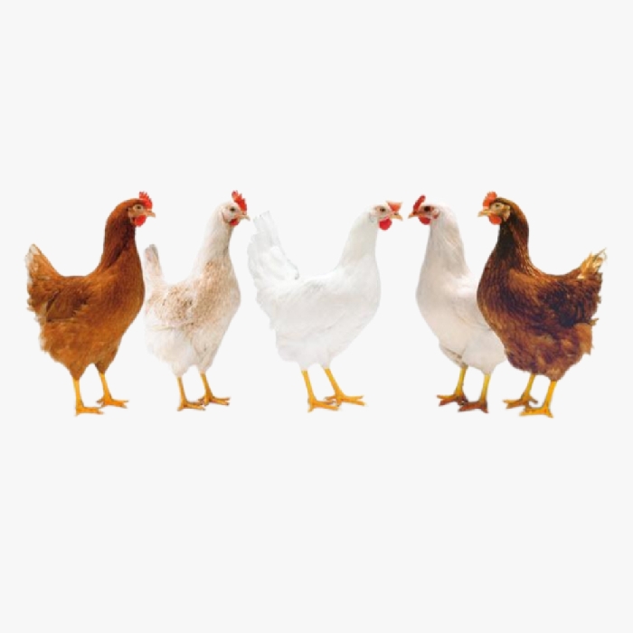 Đặc Điểm Gà Công Nghiệp