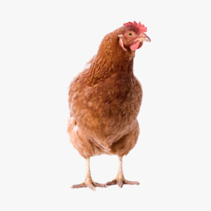 Gà Công Nghiệp Lông Màu