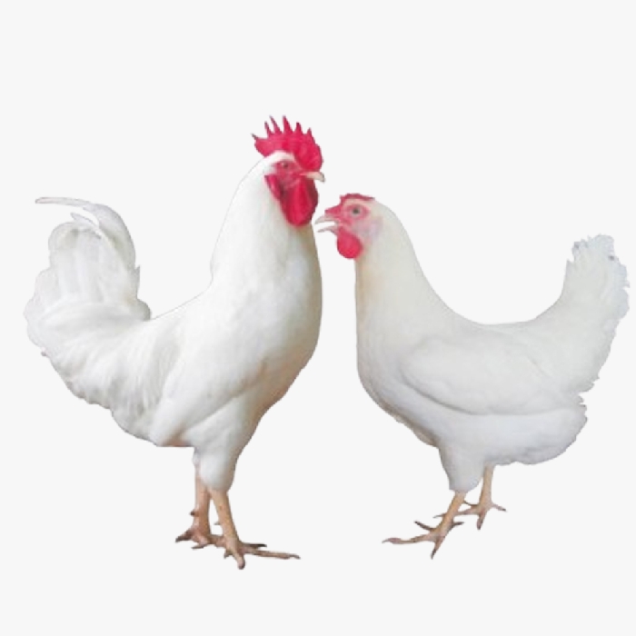 Gà trứng cao sản GT Thụy Phương